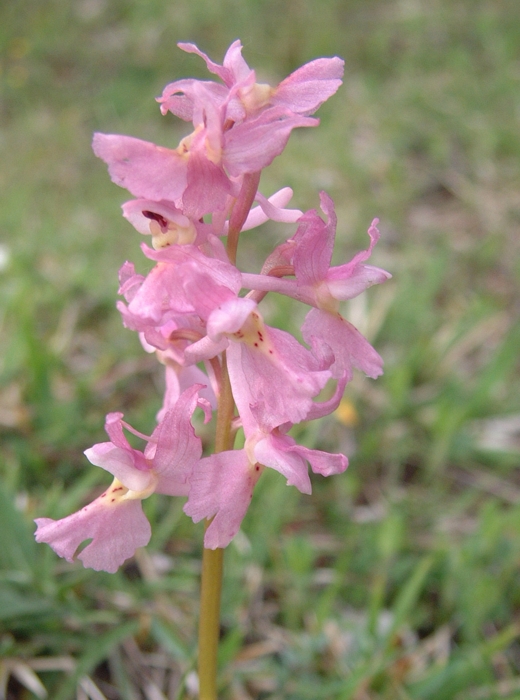 Orchis x colemanii (ibrido: Or. mascula x Or. pauciflora)